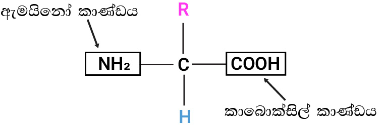 ඇමයිනෝ අම්ලයක සාමාන්‍ය ව්‍යුහය